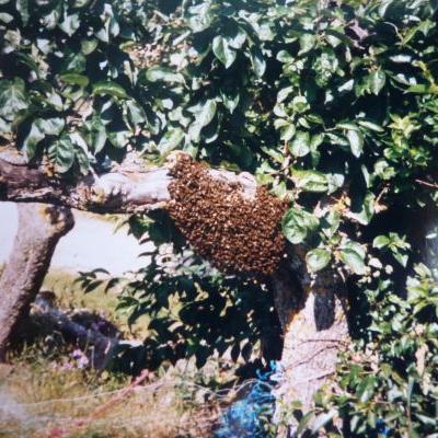 Avejas En Arbol 
