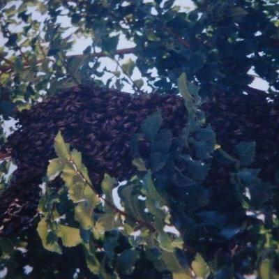 Colmena En Arbol