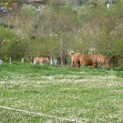 Caballos 