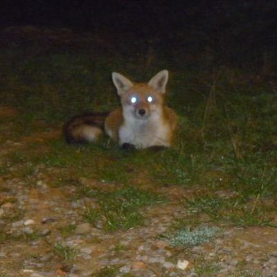 Zorro En Navamuel 1